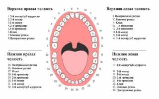 Нумерация зубов в стоматологии по разным схемам: от универсальной до системы Виола