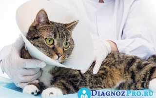 Особенности лапароскопической стерилизации домашних кошек и собак