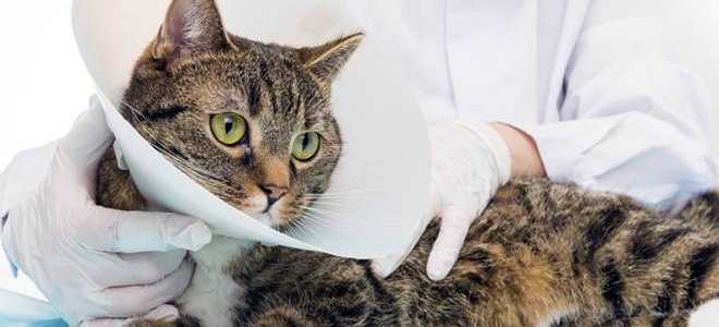 Особенности лапароскопической стерилизации домашних кошек и собак