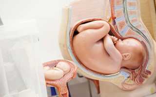 Как влияет короткая шейка матки при беременности на вынашивание плода и роды