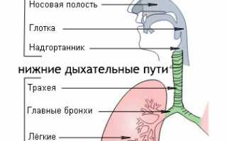 Влажный кашель: когда возникает, особенности, терапия подробно