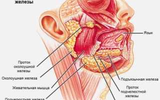 Воспалилась слюнная железа под языком: признаки, фото, причины и лечение