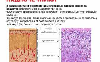 Расположение и функции надпочечников