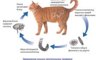 Трава от глистов для кошек