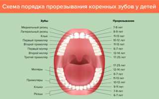 Коренные зубы у детей: сроки и порядок прорезывания, симптомы, чем помочь