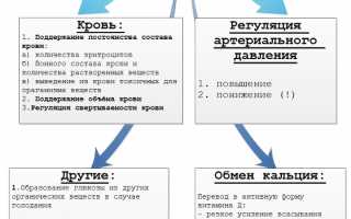 Виды и классификация функций почек в организме человека