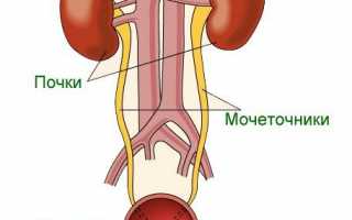 Функции и строение мочевыделительной системы