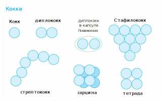 Зеленые сопли: обзор от бактериолога – от возникновения и симптоматики к диагностике и терапии