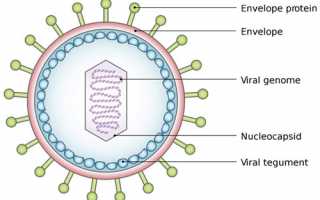 Вирус Эпштейна-Барр (ВЭБ): характеристика, какие заболевания вызывает, симптоматика, лечение