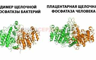 Что такое щелочная фосфатаза и что показывает ее уровень?