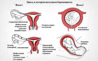 Как правильно по УЗИ рассчитать дату родов, насколько это точно и может ли врач допустить ошибку