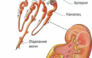 Изменения в моче при гломерулонефрите – показатели общего и дополнительных анализов