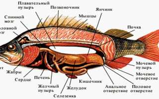 Внутренние органы горбуши + фото