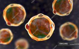 Blastocystis hom – что это такое