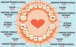 Последовательность прорезывания зубов у детей: схема и сроки