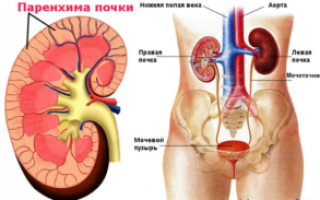 Что такое диффузное изменение почек, чем оно грозит