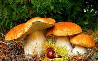 Аллергия при употреблении в пищу грибов