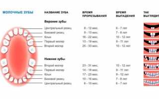 Молочные зубы у детей: сроки и схема выпадения