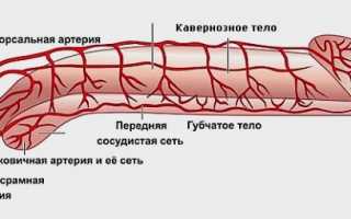 УЗИ и допплерография сосудов полового члена: подготовка, проведение, результаты, стоимость