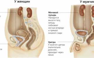 Строение, расположение и функции мочевого пузыря