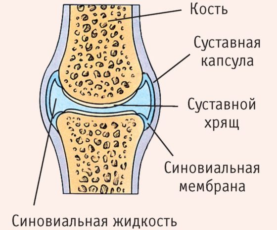 Глюкозамин и хондроитин обеспечивают нормальное функционирование суставов