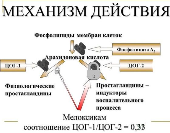 Мелоксикам подавляет развитие воспалительного процесса