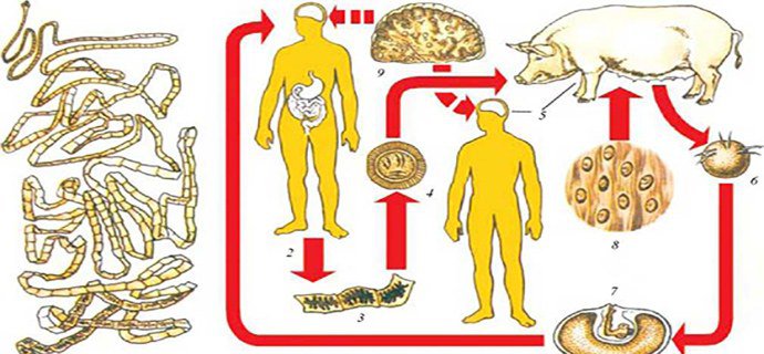 Жизненный цикл (цистицеркоз)
