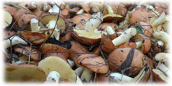 важно очистить грибы