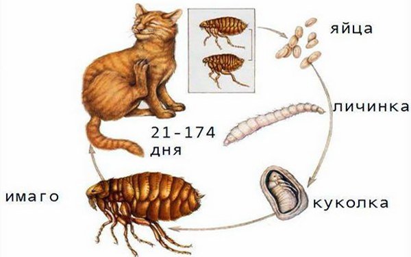 блошиный дерматит у кошек