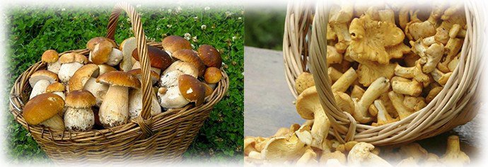лисички и белые грибы