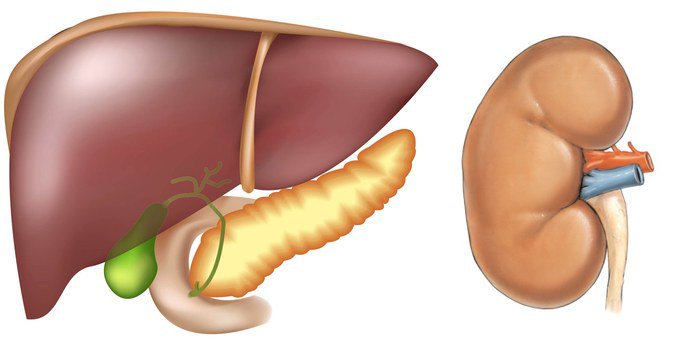 Печень и почки