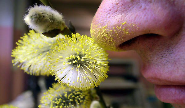 пыльца растений может стать причиной развития астмы
