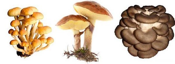самые безопасные грибы в плане развития аллергии