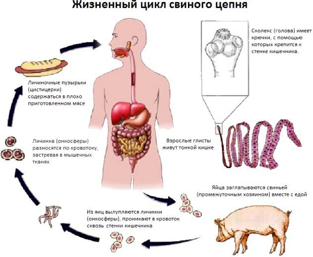 Жизненный цикл свиного цепня