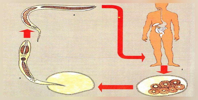 Жизненный цикл гельминта