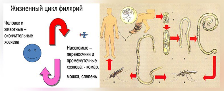 Жизненный цикл филярий