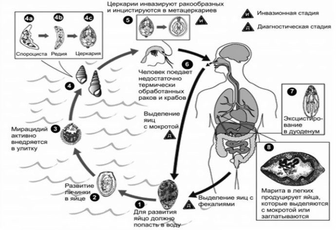 Жизненный цикл гельминта